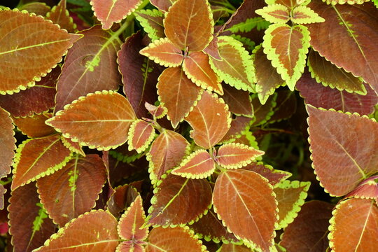 Close-up of Coleus blumei Benth leaves