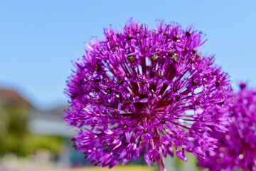 Closeup of giant onion flowers against blue sky in spring, England, UK
