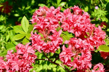Closeup of red flowers of Early azalea in spring, Botanical garden, Birmingham, West Midlands, UK