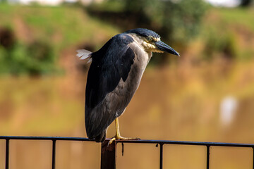 Night heron, Nycticorax nycticorax, grey water bird sitting, animal in the nature habitat, Brazil.