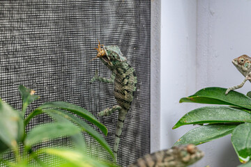 A lizard is climbing a plant and eating a bug