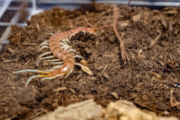 A large brown and white centipede is crawling through the dirt