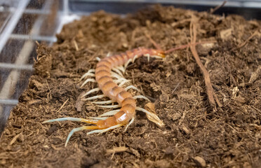 A large brown and white centipede is crawling through the dirt