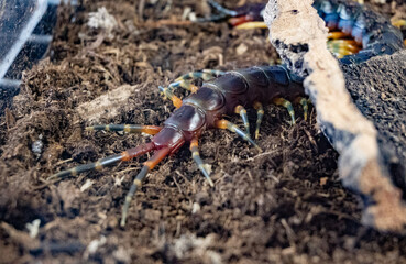 A large brown and orange centipede is laying on the ground