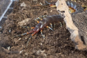 A large brown and orange centipede is laying on the ground