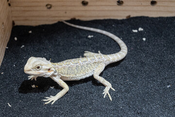 A lizard is laying on a black surface