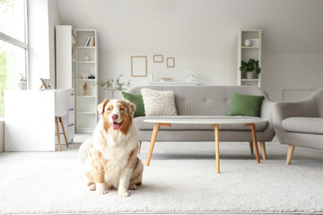 Cute Australian Shepherd dog at home