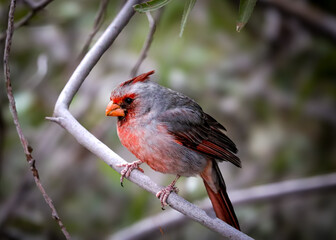 cardinal on a branch
