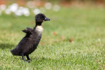 A lovely feral domestic duckling standing on a grassy field, raising and flapping its small wings in the sunshine; blurred green background; showing innocence and curiosity; in New Zealand