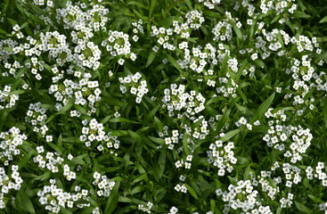 スイートアリッサム　花模様