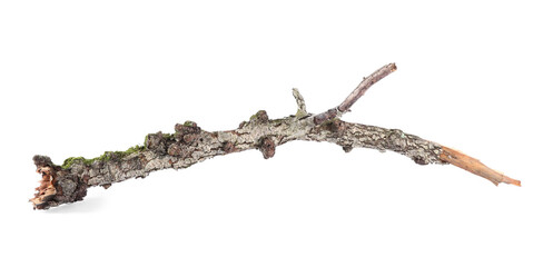 One dry tree branch isolated on white