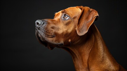 A majestic portrait of a brown dog with a short coat looking pensive on a dark background, capturing the elegance and contemplative nature of the animal