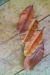 Leaves on wooden 