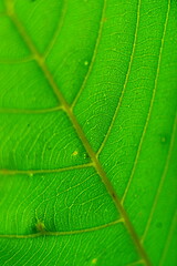 Green leaf texture background 