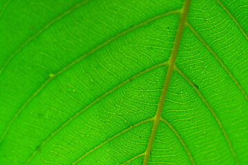 Green leaf texture background 