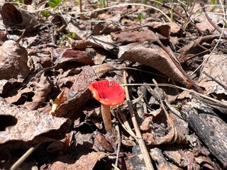 red little mushroom on the forest ground