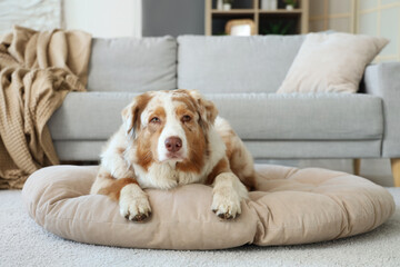 Adorable Australian Shepherd dog lying on pet bed at home
