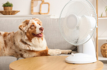 Adorable Australian Shepherd dog with electric fan lying on sofa at home