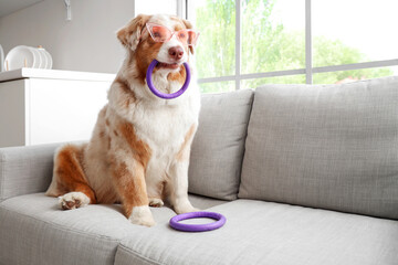 Adorable Australian Shepherd dog with pet toys sitting on sofa at home