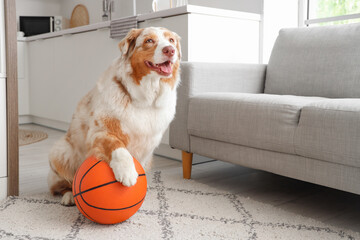 Adorable Australian Shepherd dog with ball sitting at home