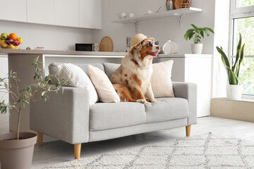 Adorable Australian Shepherd dog in stylish hat and sunglasses sitting on sofa at home