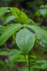 Red elderberry (Sambucus racemosa)