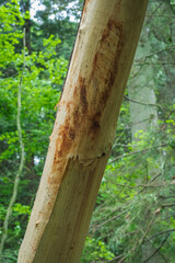 Fototapeta premium Bark stripped trunk