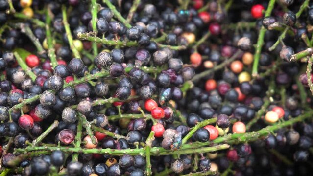 Buni or huni. indonesian fruit. savory and sweet taste