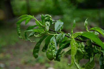 Oak Ridge,NJ,USA-05272024: The fungus Taphrina deformans develops on a young Nectarine Tree.