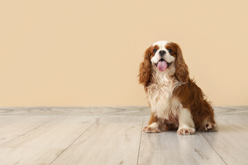 Adorable cavalier King Charles spaniel near beige wall at home