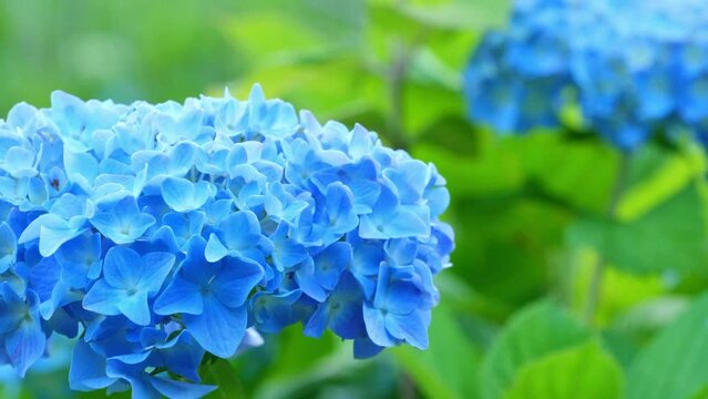 青くてみずみずしい紫陽花&ldquo;咲き始めたばかりの初々しいアジサイ&rdquo;