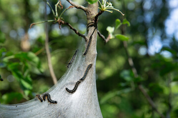 Oak Ridge,NJ,USA-05272024: Eastern Tent Caterpillars gather and cultivate on an apple tree.