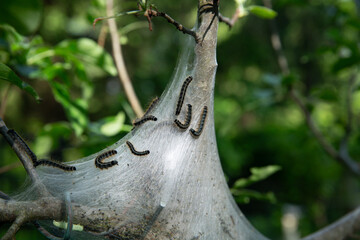 Oak Ridge,NJ,USA-05272024: Eastern Tent Caterpillars gather and cultivate on an apple tree.