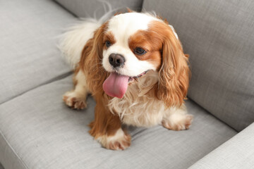 Adorable cavalier King Charles spaniel sitting on sofa at home