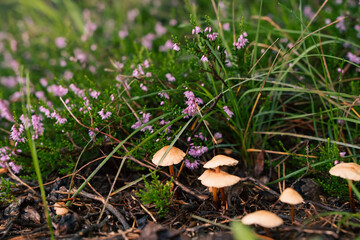Heather and fungi