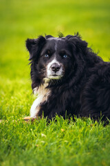 Border Colllie sitting in the grass looking at the camera.