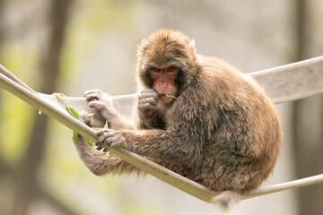 Macaque sitting in zoo exhibit.