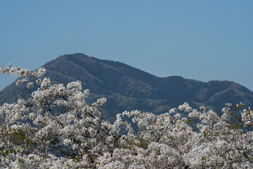 山を背に咲く桜