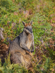 Australian kangaroo, a wallaby, stands among green bushes. Cute animal in nature. Close-up