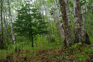 Naklejka premium 羊歯の生えている5月の雨の日の緑一杯の白樺林
