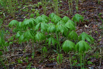 5月の雨の日のヤブレガサ