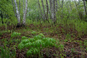 白樺林とヤブレガサのある風景　-五月の雨の日