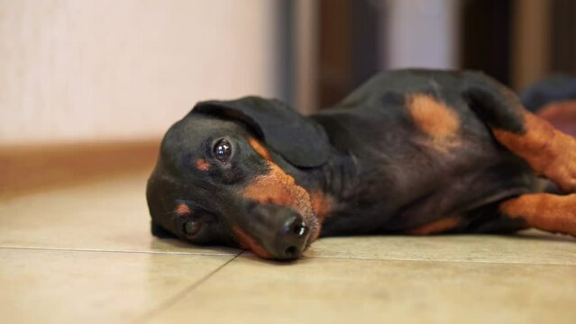 Dachshund lies on floor trying to relax in apartment after walk on nature. Pet sadly waiting on floor for comeback home of owners