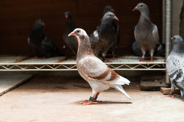 full body of young homing pigeon standing in home loft