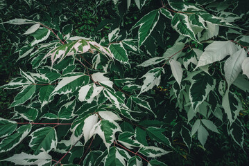 ネグランドカエデフラミンゴ