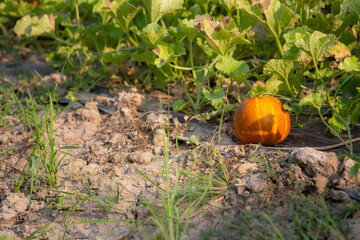 Orange thai melons on ground in the vegetable garden.