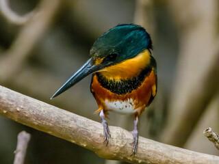 American Pygmy Kingfisher Chloroceryle aenea in Costa Rica