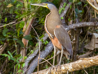Bare-throated Tiger-Heron Tigrisoma mexicanum in Costa Rica