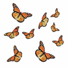 beautiful monarch butterfly illustration  isolated on a white background