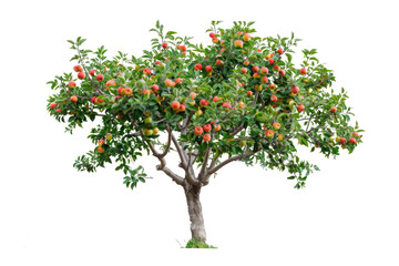 PNG Red Apple Tree bonsai plant fruit. 